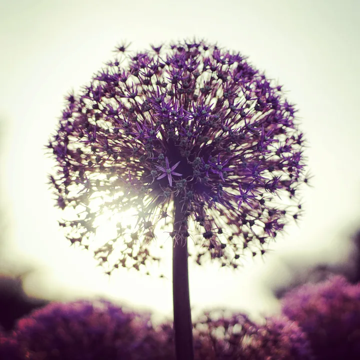 A purple allium flower head in silhouette against a bright overcast sky, its individual florets picked out by the light behind.